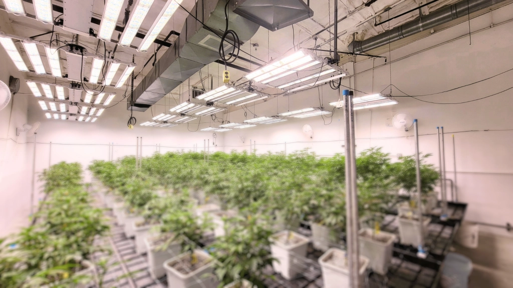 Great Ascent Botanicals